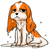 ナヲフ